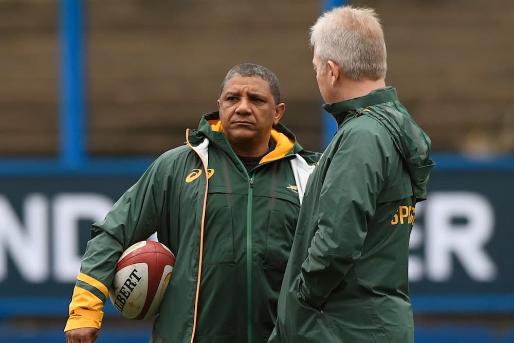 springboks-coach-job-is-safe-for-now